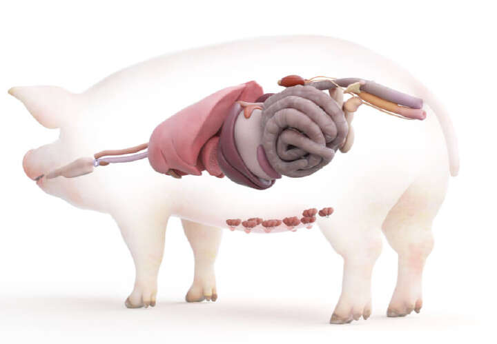 Blattin in der Praxis Schwein Familie Hirschenhauer Stabiler Darm Schwein Blattin in der Praxis Schwein Familie Hirschenhauer Stabiler Darm Schwein